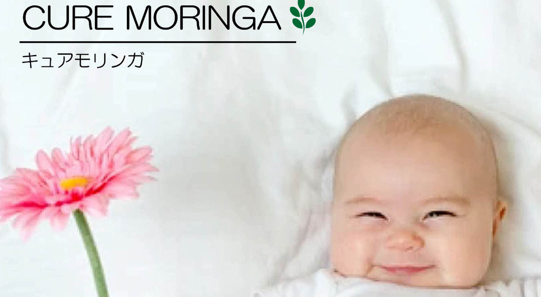 赤ちゃん モリンガ